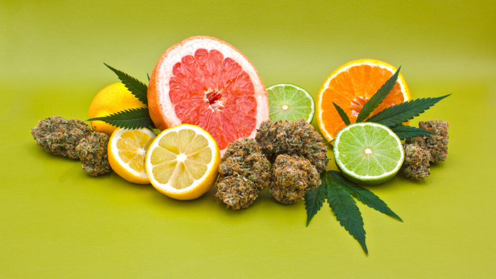 Terpenes Explained: How Aroma and Flavor Shape Your Cannabis Experience 1 house of strains blog terpenes explained how aroma and flavor shape your cannabis experience